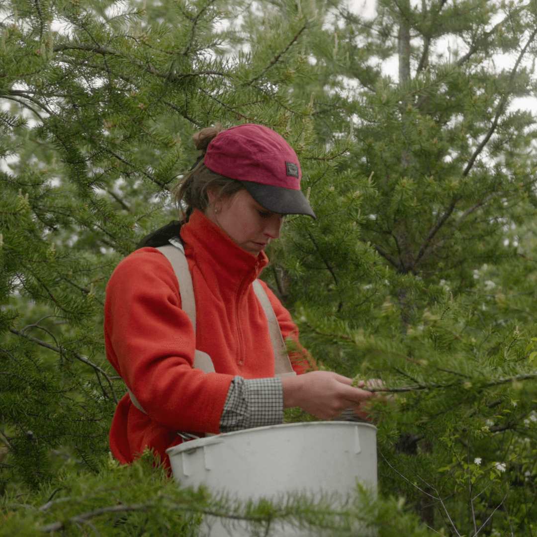 Girl harvesting pine pollen