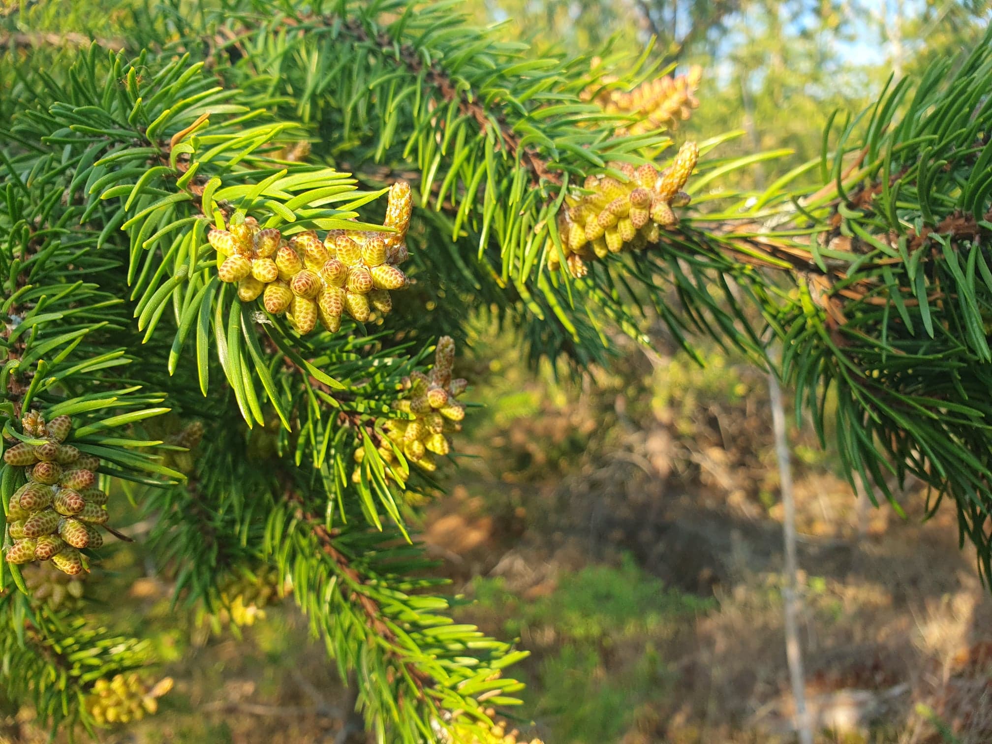 Picture of the male pine cones with dark background