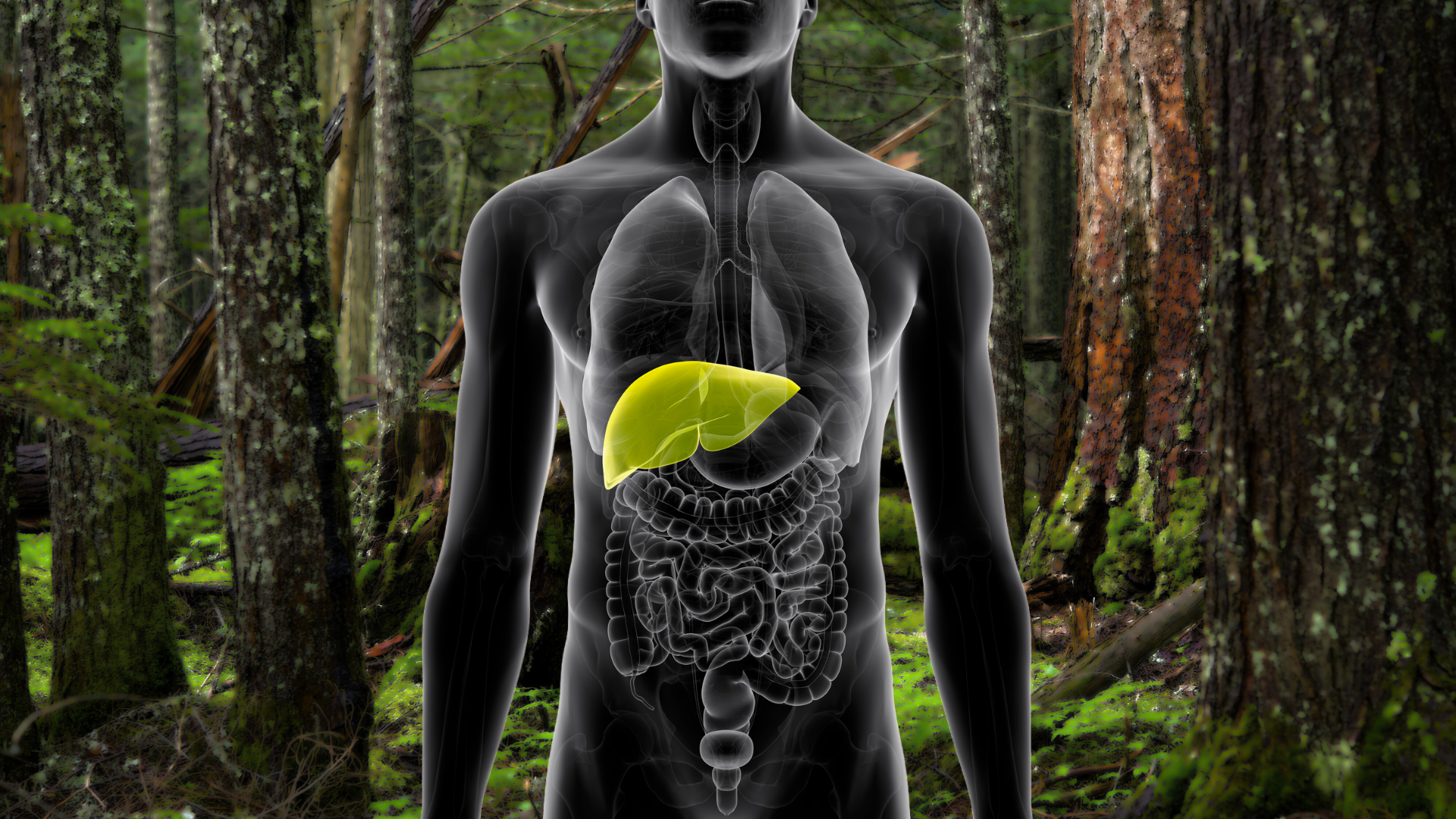 Man with liver in forest