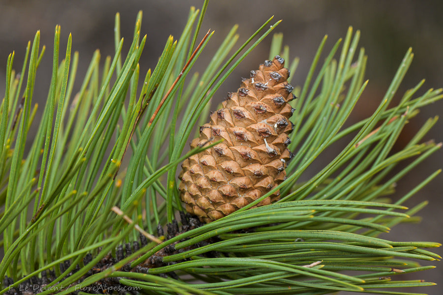 Pinus nigra pine cone