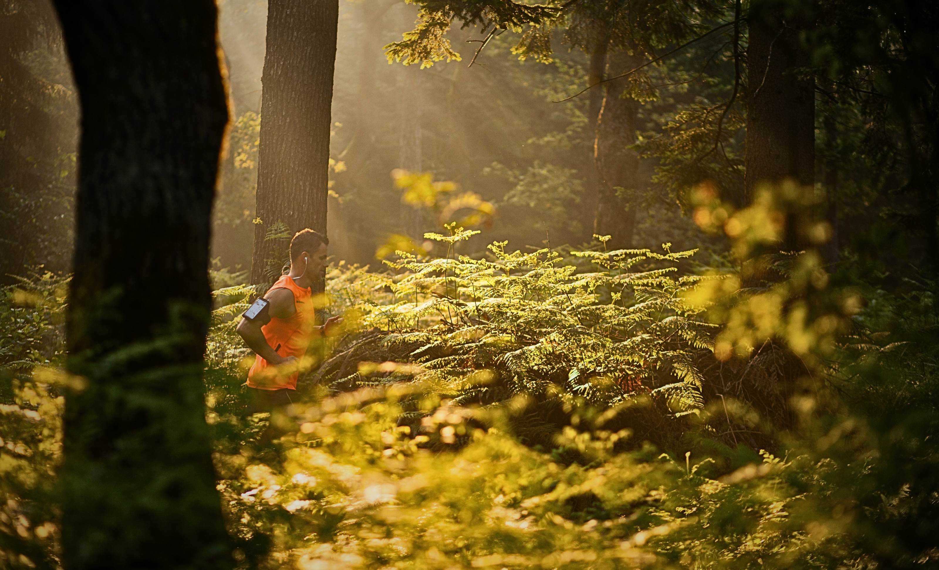 Forest floor with sun ray