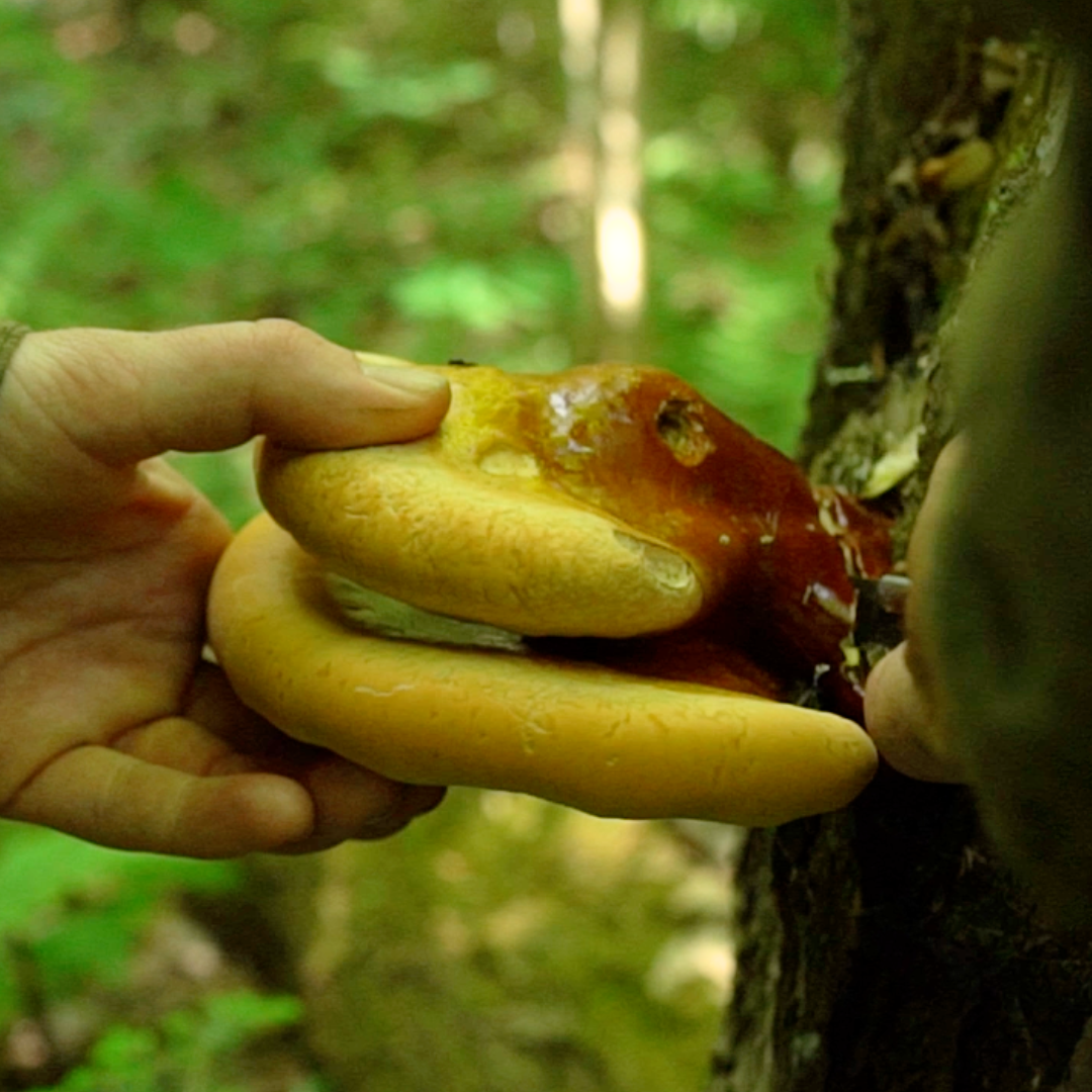 Person consuming pine pollen extract