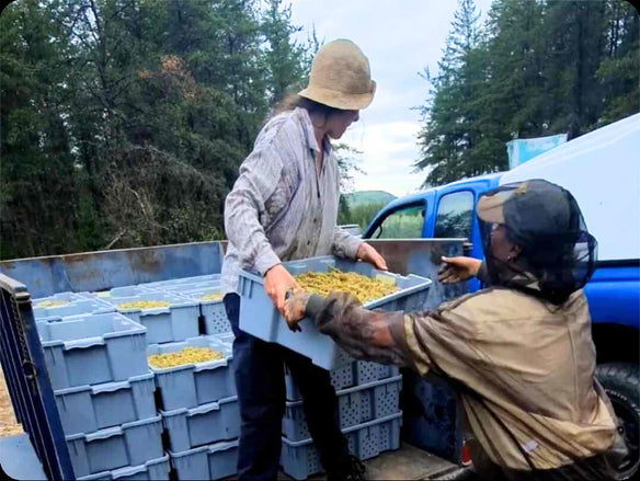 Pine pollen being transported for extraction