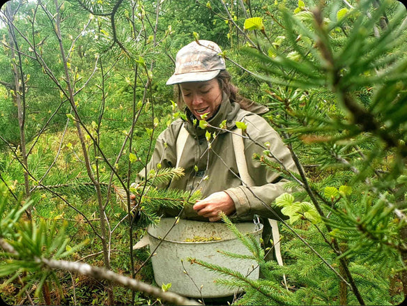 Harvesting pine pollen in the Quebec forest